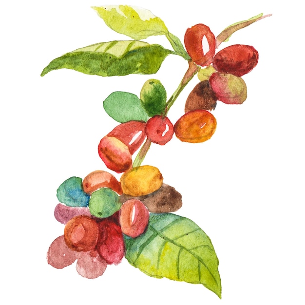 Abstrakte Aquarellillustration des Kaffeebaumzweigs Handgezeichnete Naturgestaltungselemente isoliert auf weißem Hintergrund