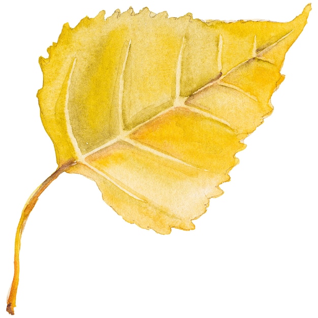 PSD abstrakte aquarellillustration von herbstblättern handgezeichnete naturgestaltungselemente isoliert auf weißem hintergrund