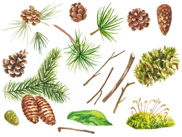 Abstrakte Aquarellsammlung von Tannenzweigen. Handgezeichnete Naturdesignelemente isoliert auf weißem Hintergrund