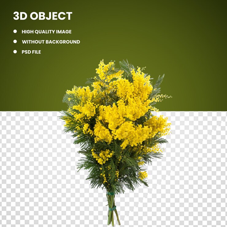 Acacia dealbata Fiore Pianta sensibile Mimosa