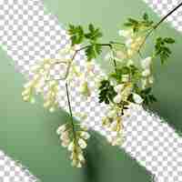 PSD acacia isolée avec des feuilles sur un fond transparent sauterelle noire acacia fleurit robinia pseudoacacia acacia blanche