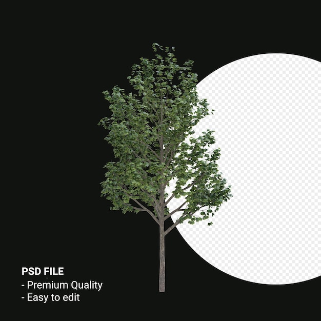 PSD acer saccharum ou érable à sucre rendu 3d isolé sur fond transparent