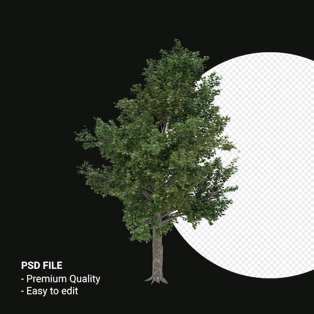 Acer saccharum o árbol de arce de azúcar 3d render aislado sobre fondo transparente