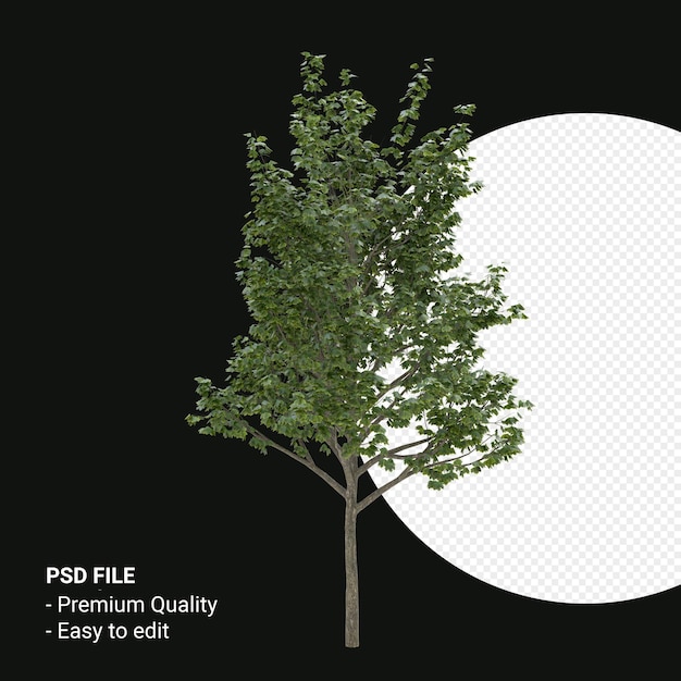 Acer saccharum o árbol de arce de azúcar 3d render aislado sobre fondo transparente