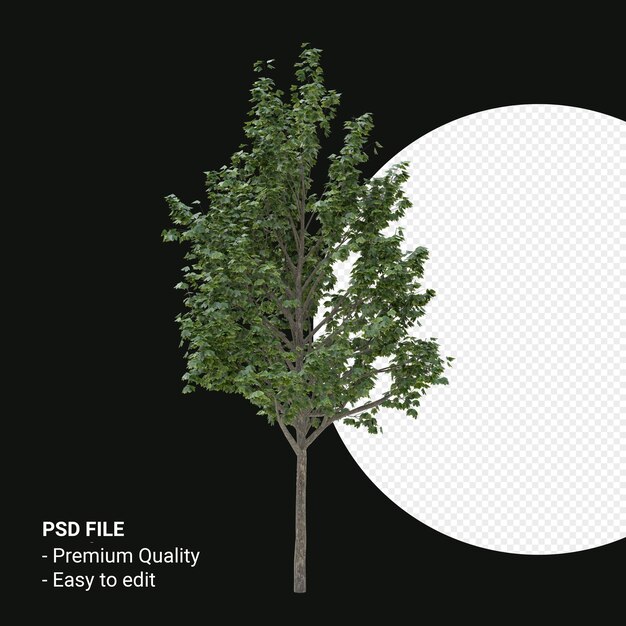 Acer saccharum o arce de azúcar render 3d aislado sobre fondo transparente