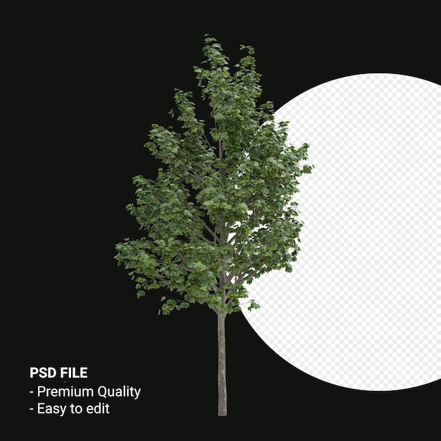 Acer saccharum o arce de azúcar render 3d aislado sobre fondo transparente