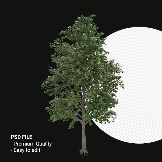 Acer saccharum o arce de azúcar render 3d aislado sobre fondo transparente