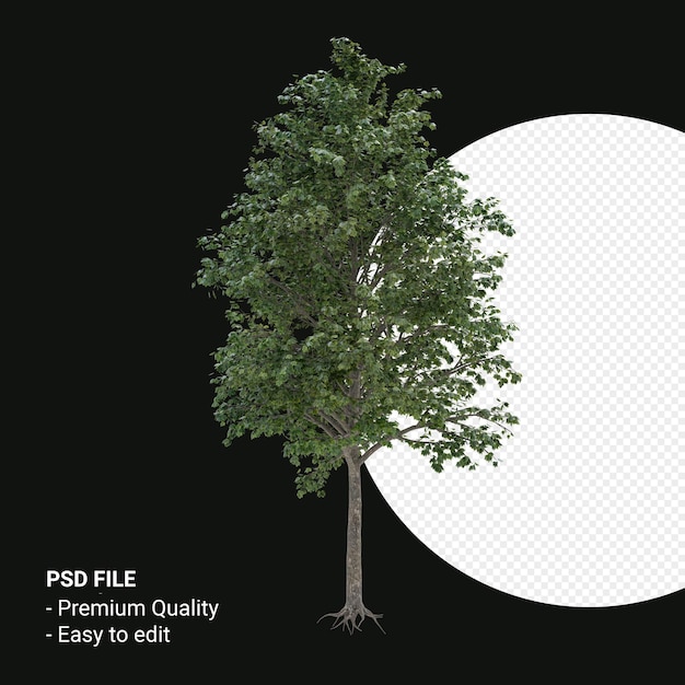 Acer saccharum o arce de azúcar render 3d aislado sobre fondo transparente