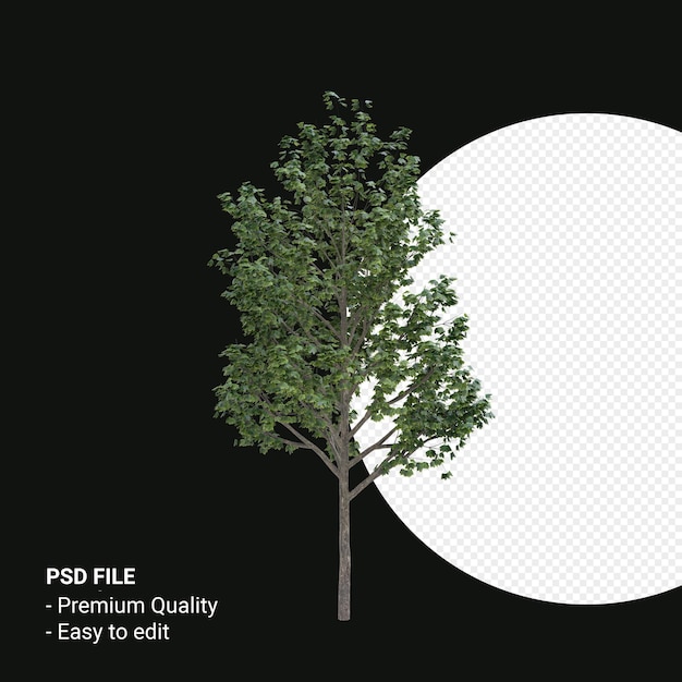 Acer saccharum o arce de azúcar render 3d aislado sobre fondo transparente