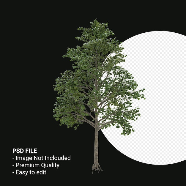 Acer saccharum oder Zuckerahornbaum 3D-Render isoliert auf transparentem Hintergrund