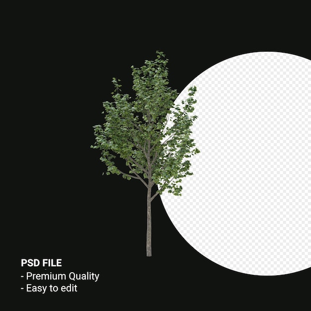 Acer saccharum oder Zuckerahornbaum 3D-Render isoliert auf transparentem Hintergrund