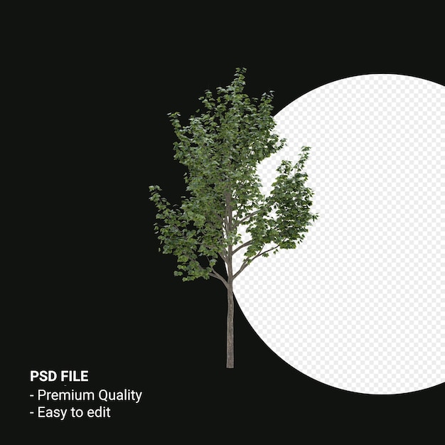 Acer saccharum oder Zuckerahornbaum 3D-Render isoliert auf transparentem Hintergrund