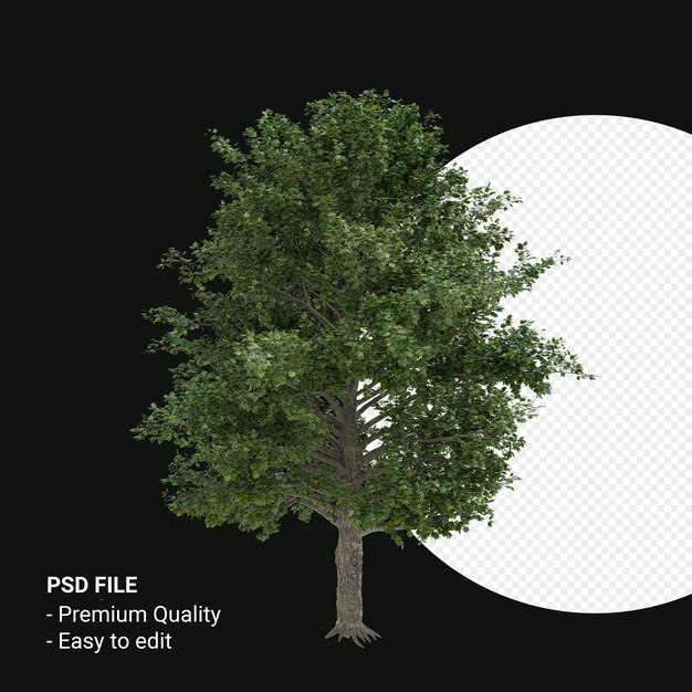 Acer saccharum oder Zuckerahornbaum 3D-Render isoliert auf transparentem Hintergrund