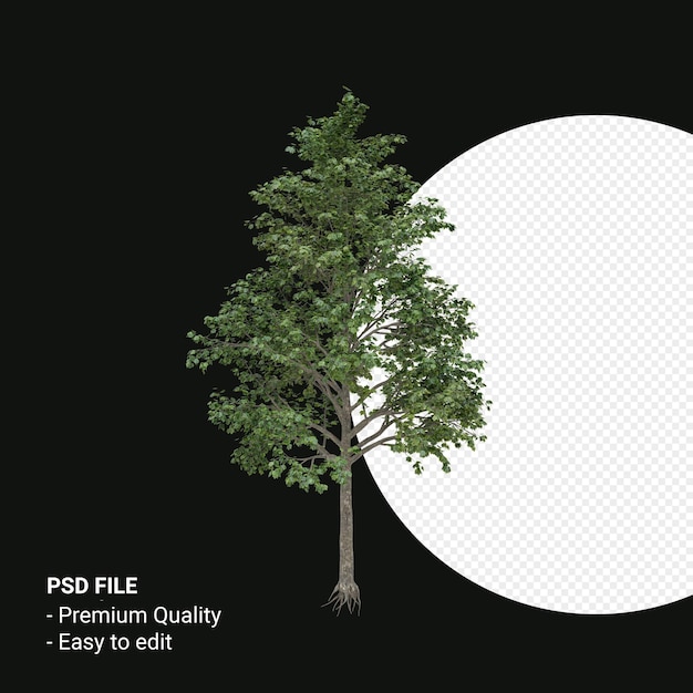 Acer saccharum oder Zuckerahornbaum 3D-Render isoliert auf transparentem Hintergrund