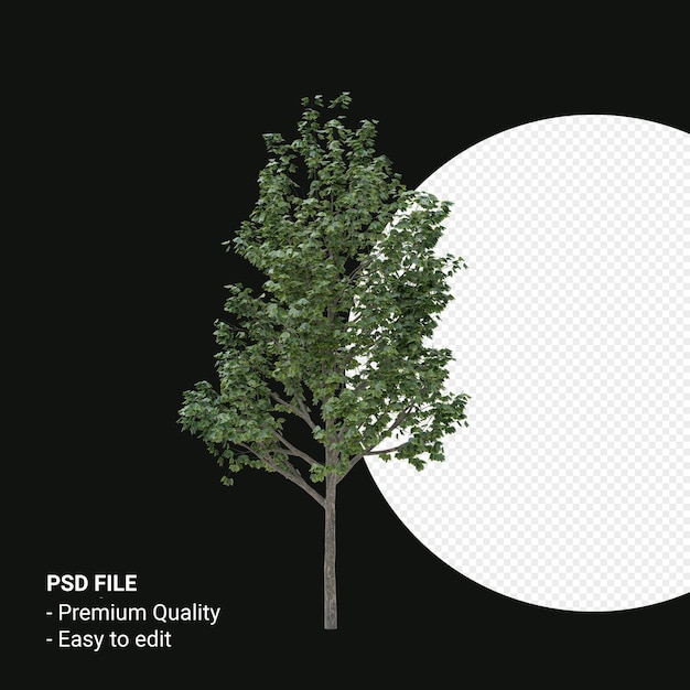 Acer saccharum oder Zuckerahornbaum 3D-Render isoliert auf transparentem Hintergrund