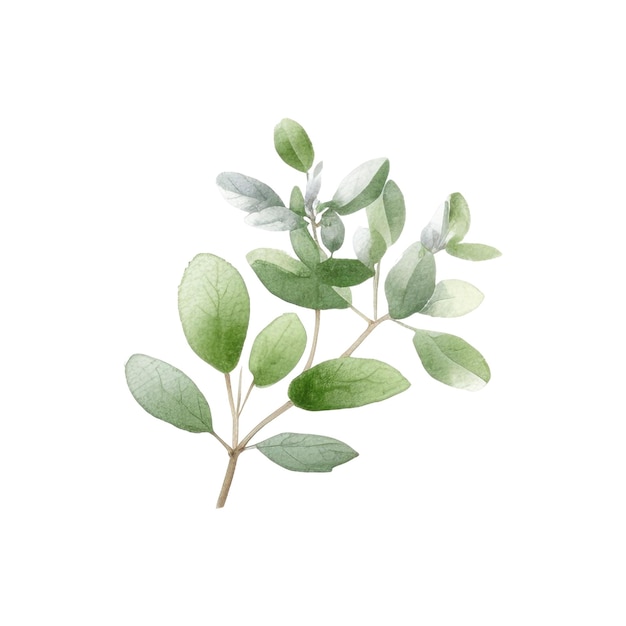 Acquerelli di erbe fresche Illustrazione di erbe da cucina isolate