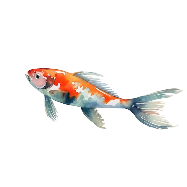 Acquerello Koi Carp Fish Illustrazione Elemento di disegno disegnato a mano isolato su uno sfondo bianco