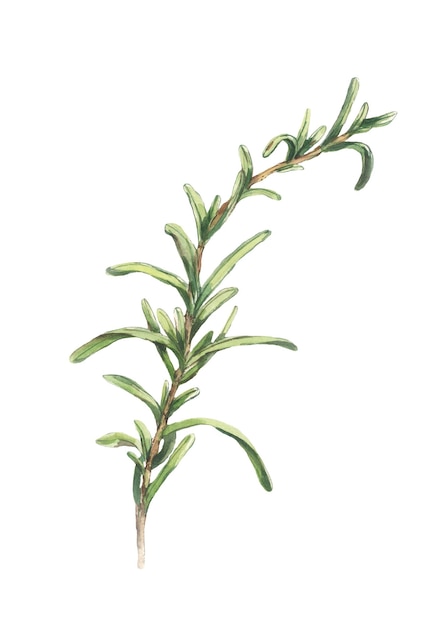 Acquerello rosmarino foglie verdi sottili come aghi su rami sottili freschi e aromatici