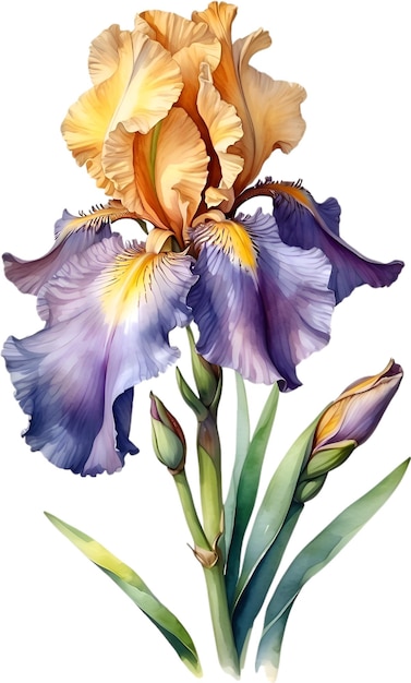 PSD acuarela de flor de iris barbudo ilustración de flores aigenerated