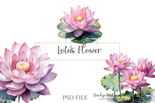 PSD la acuarela de la flor de lotus clipart