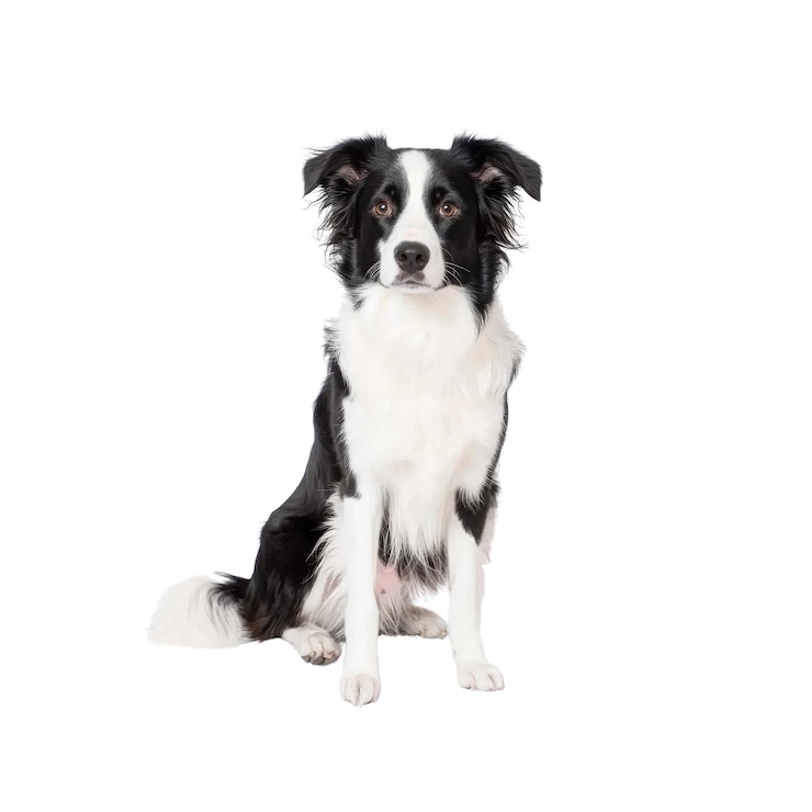 PSD adorabile cucciolo di border collie seduto a guardare la telecamera
