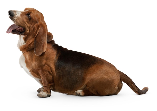 Adorable Basset Hound with Droopy Ears on White Background