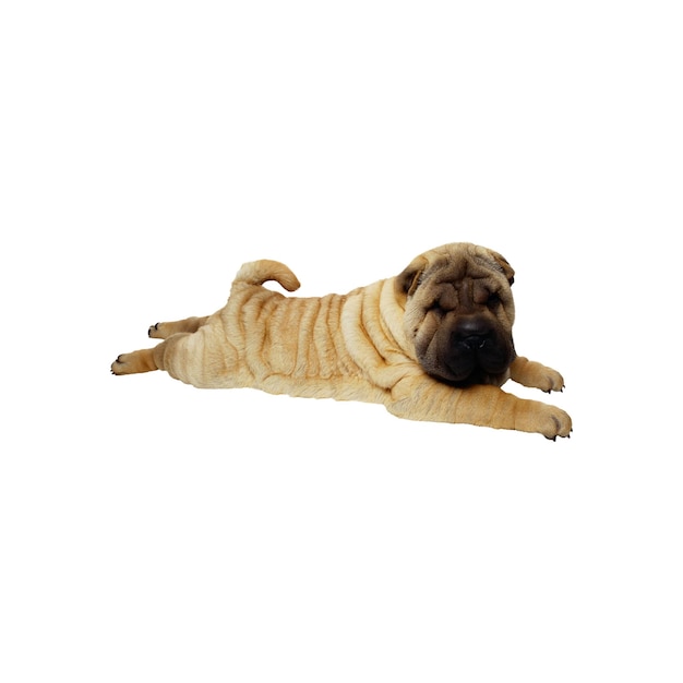 L'adorable chiot de Shar Pei se détend sur le PNG blanc