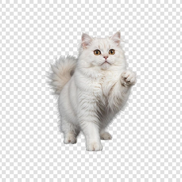 El adorable gato persa blanco