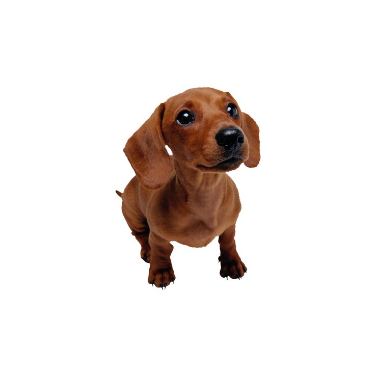 Adorable perrito de tequila marrón sentado en PNG