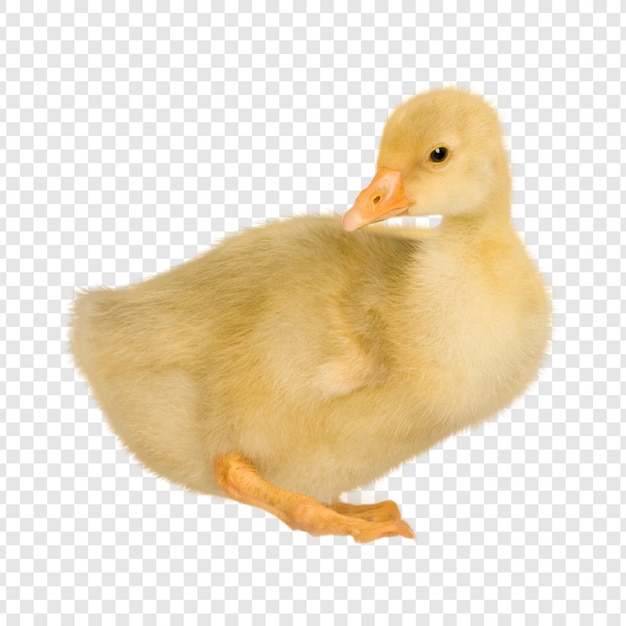 un adorable petit canard jaune