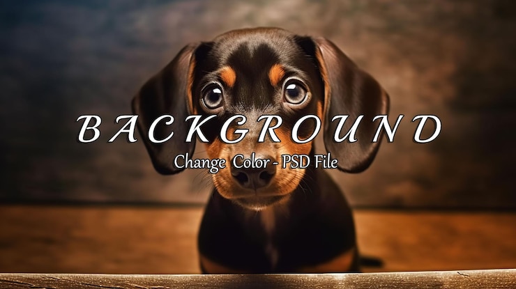 PSD adorável cachorrinho de dachshund olhando para a câmera