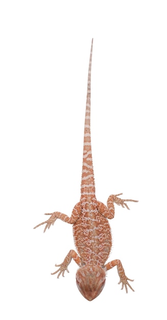 Affascinanti ritratti di geco e close-up per gli appassionati di animali esotici