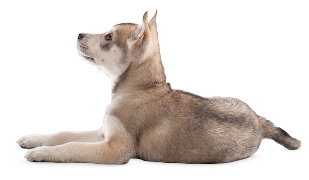 Affascinanti ritratti e pose di cani per gli amanti degli animali domestici e gli appassionati di animali