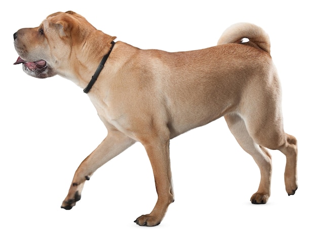 Affascinanti ritratti e pose di cani per gli amanti degli animali domestici e gli appassionati di animali