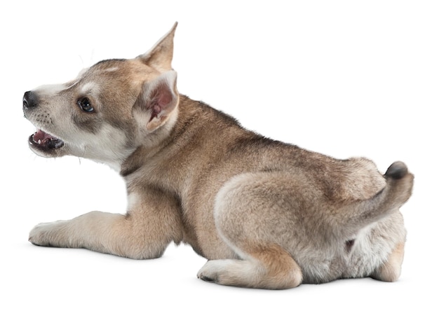 Affascinanti ritratti e pose di cani per gli amanti degli animali domestici e gli appassionati di animali