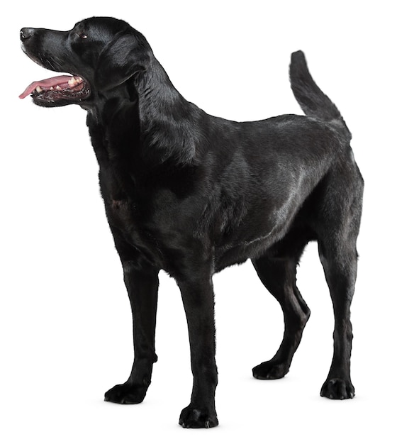 Affascinanti ritratti e pose di cani per gli amanti degli animali domestici e gli appassionati di animali