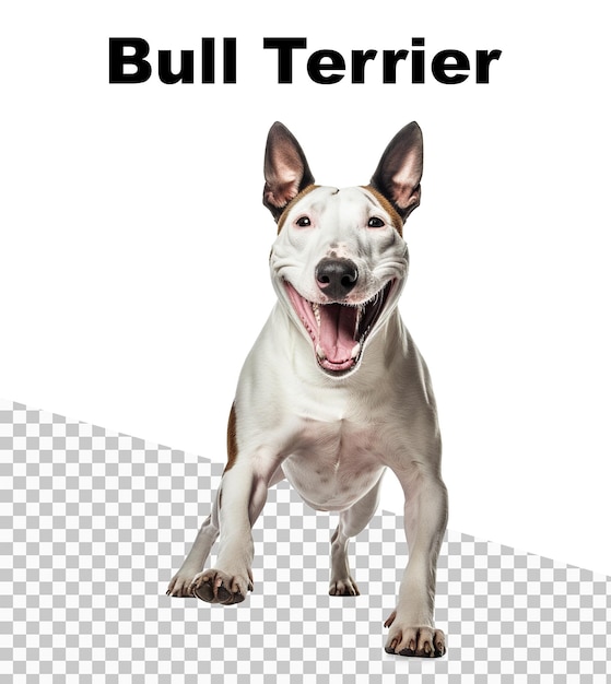 PSD une affiche avec un chien bull terrier et le mot bull terrier en haut