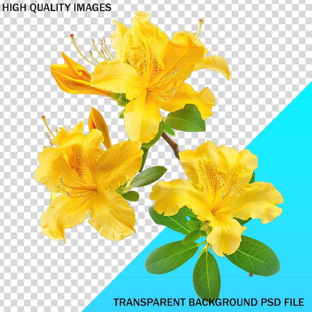 PSD une affiche pour une photo de fleurs jaunes