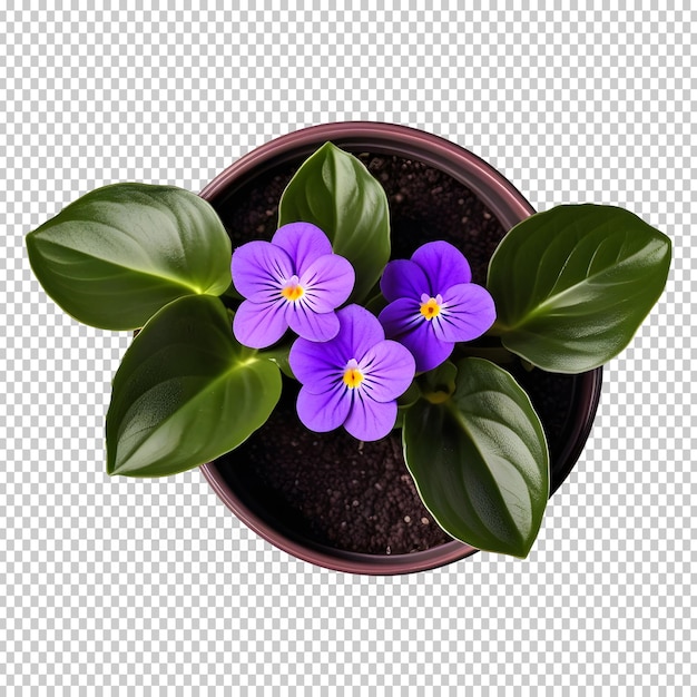 PSD african violet saintpaulia ionantha planta de casa em pot top view cutout planta de interior isolada