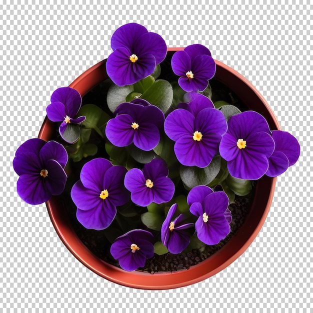 PSD african violet saintpaulia ionantha planta de casa em pot top view cutout planta de interior isolada