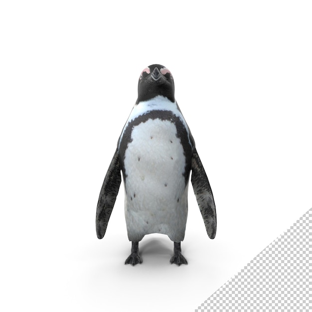 PSD afrikanischer pinguin png