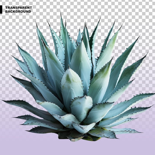 PSD une agave bleue sur un fond transparent