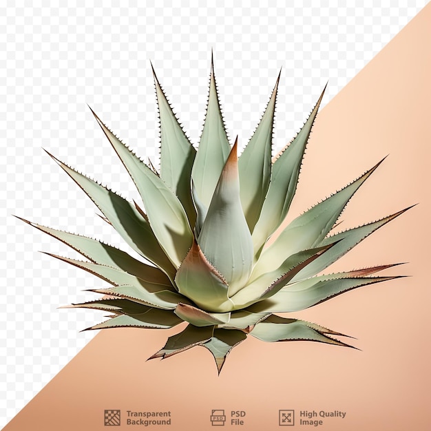 PSD agave filifera leopodii agave e ikari raijin nishiki tienen hojas verdes con márgenes cremosos y espinas afiladas en las puntas