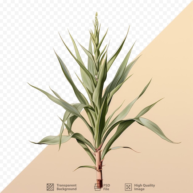 PSD agave filifera leopodii agave und ikari raijin nishiki haben grüne blätter mit cremigem rand und scharfen dornen an den spitzen