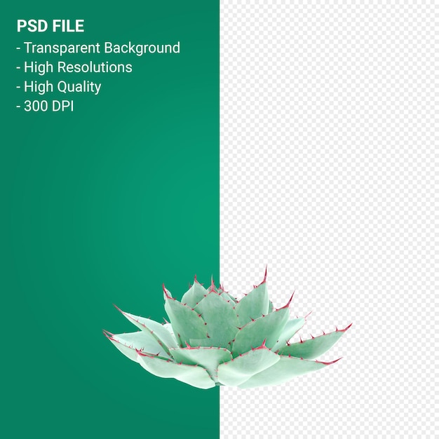 Agave parryi 3d render aislado sobre fondo transparente