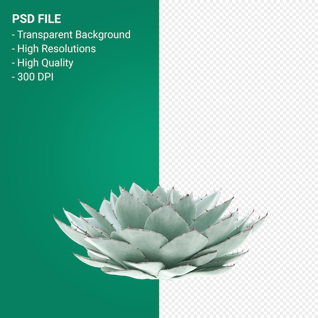 Agave parryi 3d render aislado sobre fondo transparente