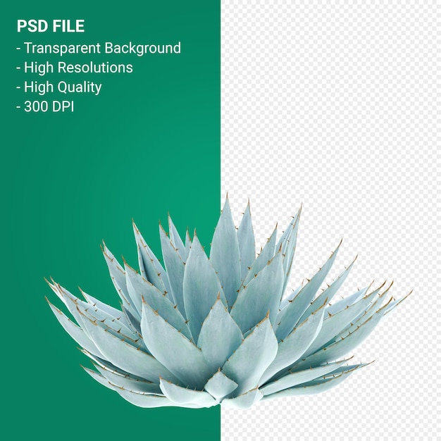 Agave parryi 3d render aislado