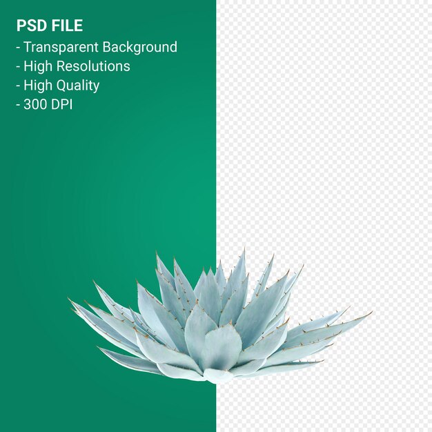 PSD agave parryi 3d render aislado