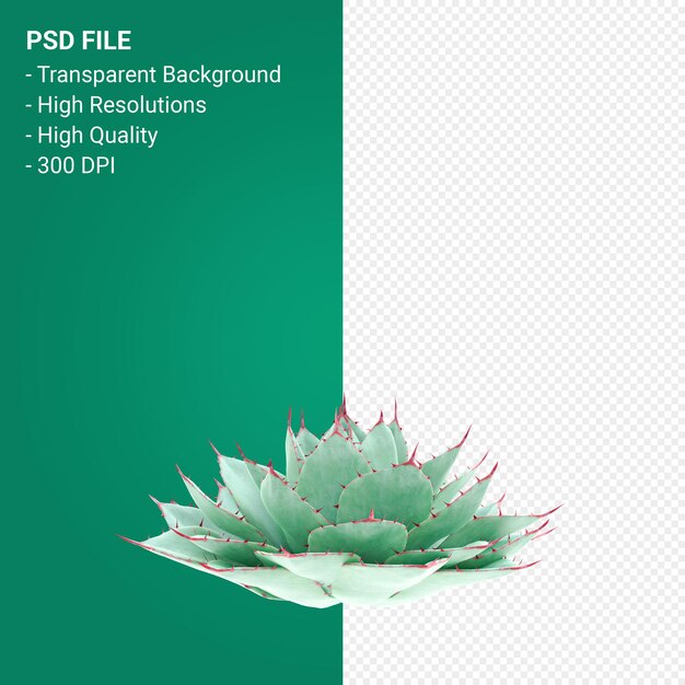 Agave parryi 3d render aislado