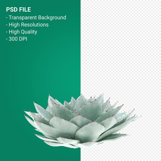 Agave parryi 3d render aislado